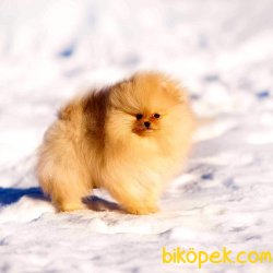 Muhtesem Pomeranıan Boo Yavruları 3