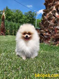 Muhteşem Pomeranian Boo Yavruları 5