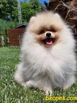 Muhteşem Pomeranian Boo Yavruları 4
