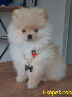 MUHTEŞEM POMERANİAN BOO YAVRULARI ÇİFTLİKTEN 4
