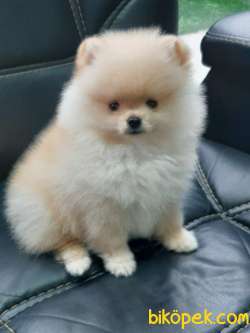 MUHTEŞEM POMERANİAN BOO YAVRULARI ÇİFTLİKTEN 2