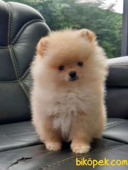 MUHTEŞEM POMERANİAN BOO YAVRULARI ÇİFTLİKTEN 3