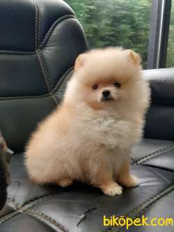 MUHTEŞEM POMERANİAN BOO YAVRULARI ÇİFTLİKTEN 1
