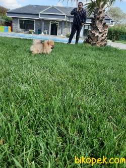 Muhteşem Pomeranian Boo Yavruları 4