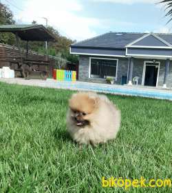 Muhteşem Pomeranian Boo Yavruları 3