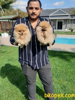 Muhteşem Pomeranian Boo Yavruları 1