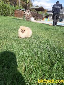 Muhteşem Pomeranian Boo Yavruları 2