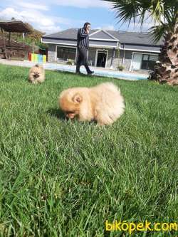 Muhteşem Pomeranian Boo Yavruları 5