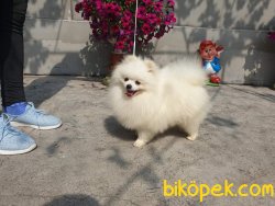 Muhteşem Pomeranianboo Dişi 2