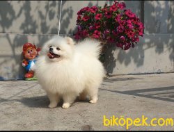 Muhteşem Pomeranianboo Dişi 3
