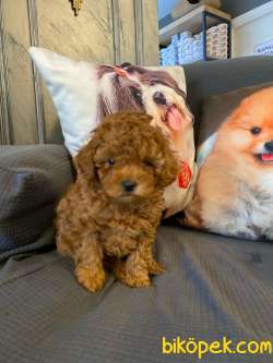 Muhteşem Poodle Bebeklerimiz 3