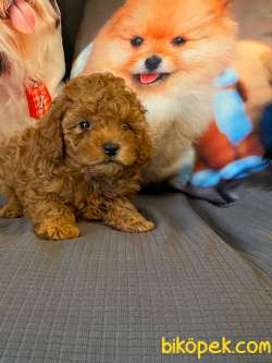 Muhteşem Poodle Bebeklerimiz 2