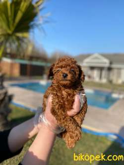 Muhteşem Poodle Bebeklerimiz 1