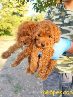 MUHTEŞEM POODLE TOY YAVRULARI 2