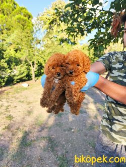 MUHTEŞEM POODLE TOY YAVRULARI 1