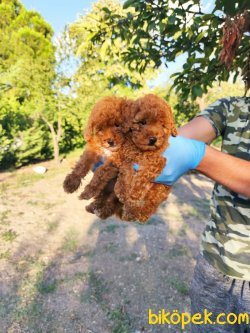 MUHTEŞEM POODLE TOY YAVRULARI 3