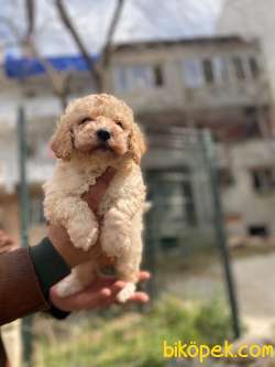 MUHTEŞEM POODLE YAVRULAR 1