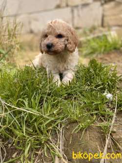 MUHTEŞEM POODLE YAVRULAR 2