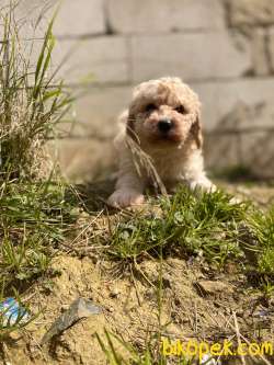 MUHTEŞEM POODLE YAVRULAR 3