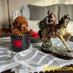 Muhteşem Red Toy Poodle Dişi Yavrumuz 2