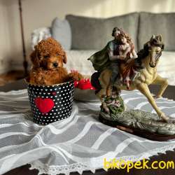 Muhteşem Red Toy Poodle Dişi Yavrumuz 3