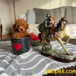 Muhteşem Red Toy Poodle Dişi Yavrumuz 1