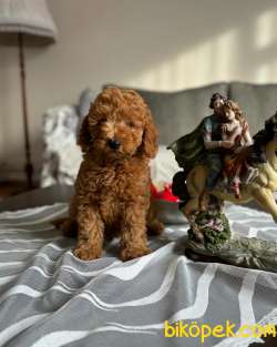 Muhteşem Red Toy Poodle Erkek Yavrumuz 3