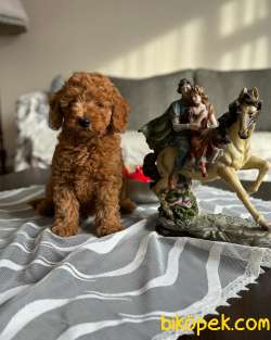 Muhteşem Red Toy Poodle Erkek Yavrumuz 1