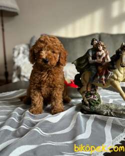 Muhteşem Red Toy Poodle Erkek Yavrumuz 2