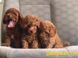 MUHTEŞEM RED TOY POODLE YAVRULARI 1