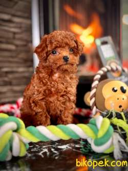 Muhteşem Red Toy Poodle Yavrulari 4