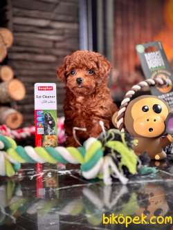 Muhteşem Red Toy Poodle Yavrulari 5