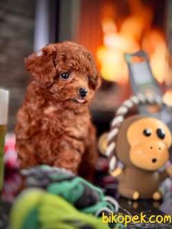 Muhteşem Red Toy Poodle Yavrulari 3