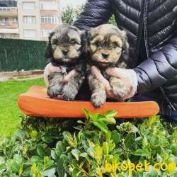 MUHTEŞEM RENK MALTİPOO BEBEKLERİMİZ 5