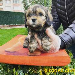 MUHTEŞEM RENK MALTİPOO BEBEKLERİMİZ 4