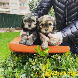 MUHTEŞEM RENK MALTİPOO BEBEKLERİMİZ 1