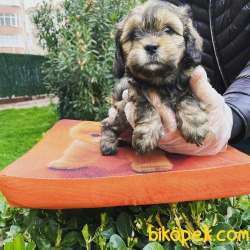 MUHTEŞEM RENK MALTİPOO BEBEKLERİMİZ 3