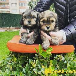 MUHTEŞEM RENK MALTİPOO BEBEKLERİMİZ 2