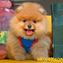 Muhteşem Renk Ve Güzellikte Safkan Pomeranian Boo Oğlumuz 1
