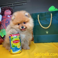 Muhteşem Renk Ve Güzellikte Safkan Pomeranian Boo Oğlumuz 4