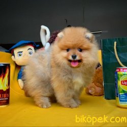 Muhteşem Renk Ve Güzellikte Safkan Pomeranian Boo Oğlumuz 3