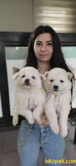 MUHTEŞEM SAMOYED KAR TOPU BEBEKLER 4