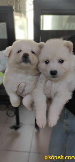 MUHTEŞEM SAMOYED KAR TOPU BEBEKLER 3