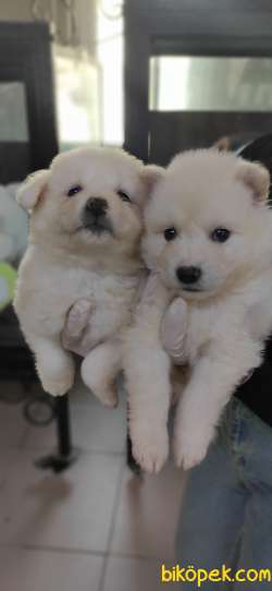 MUHTEŞEM SAMOYED KAR TOPU BEBEKLER 2