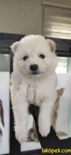 MUHTEŞEM SAMOYED KAR TOPU BEBEKLER 5