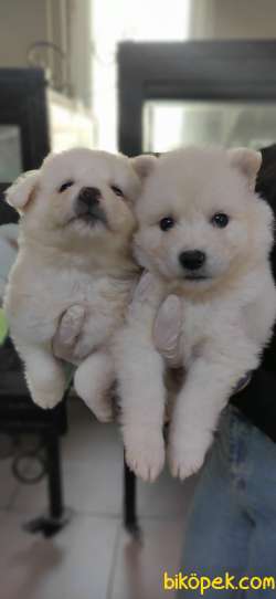 MUHTEŞEM SAMOYED KAR TOPU BEBEKLER 1