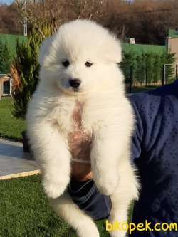 Muhtesem Samoyed Yavruları 1