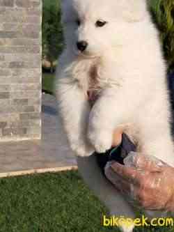 MUHTEŞEM SAMOYED YAVRULARI 3