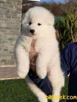 MUHTEŞEM SAMOYED YAVRULARI 2