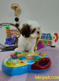 Muhteşem Shih Tzu Kardeşler 4